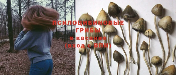 стаф Верея